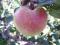 Click for 6 image(s) for this accession. PLANT